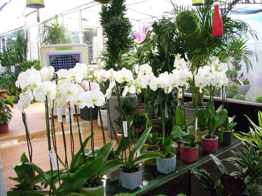 St Elie Flowers lebanon,Florists in lebanon, lebanon florists, flowers in lebanon, lebanon flowers, flower shops in lebanon, lebanon flower shops, send flowers in lebanon, wedding flowers in lebanon, lebanon wedding flowers, wedding bouquets in lebanon, bridal bouquets in lebanon, brdie bouquet in lebanon, roses in lebanon, tulips in lebanon, flower arrangements in lebanon, baby flower arrangement in lebanon, new born flower arrangements in lebanon, flower gifts in lebanon, birthday flower arrangement in lebanon, valantines roses in lebanon, valentines flower arrangements in lebanon, valentine gifts in lebanon, flower shop in lebanon,plants nursery in lebanon, landscaping in lebanon, Nursry plants, flowers, landscaping, wedding flowers, bouquets for all occasions, valentines roses, mothers day roses, newly born baby flowers, plants in pots, plants for the garden, money tree, bonsai tree